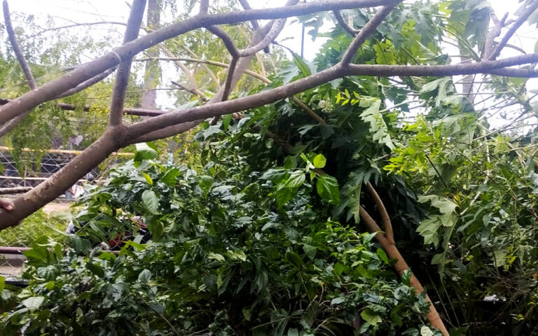 CYCLONE FENGAL